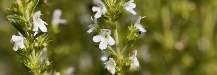 Weiße Blüten des Bohnenkrauts